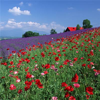 beat365手机版官方网站手机app下载截图